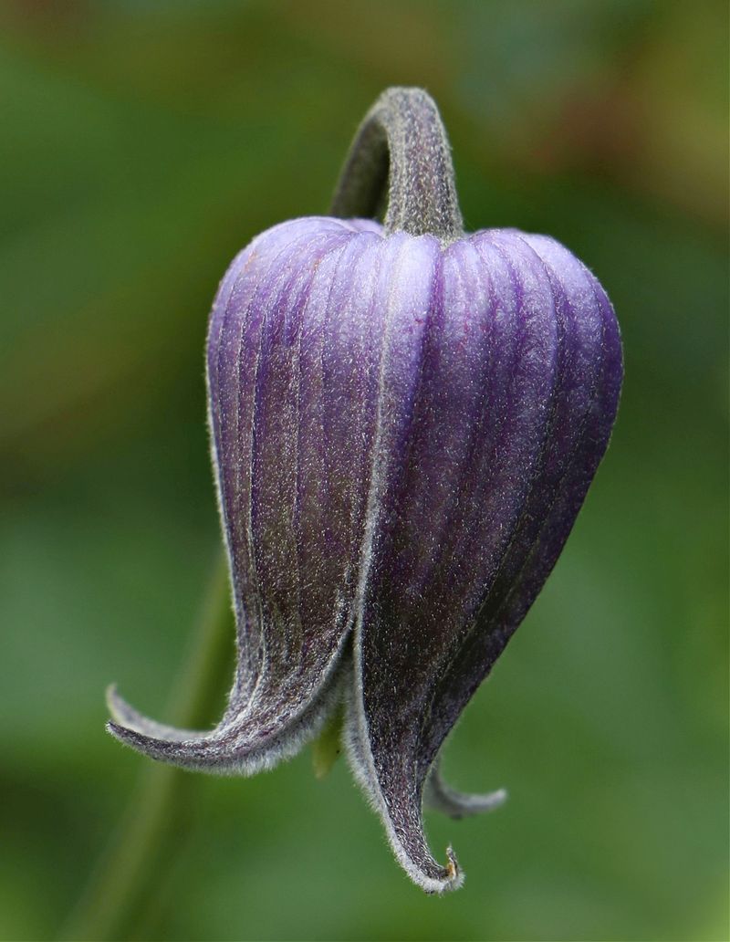 Pitcher's Clematis (Clematis pitcheri)