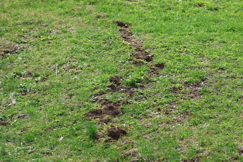 Raised ridges make a mole more likely than softness alone
