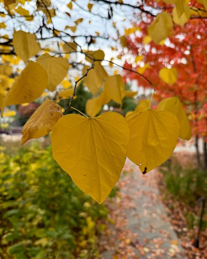 Eastern Redbud