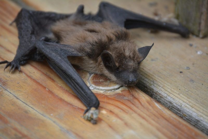 Handle Indoor, Grounded, or Dropping-Producing Bats With Care