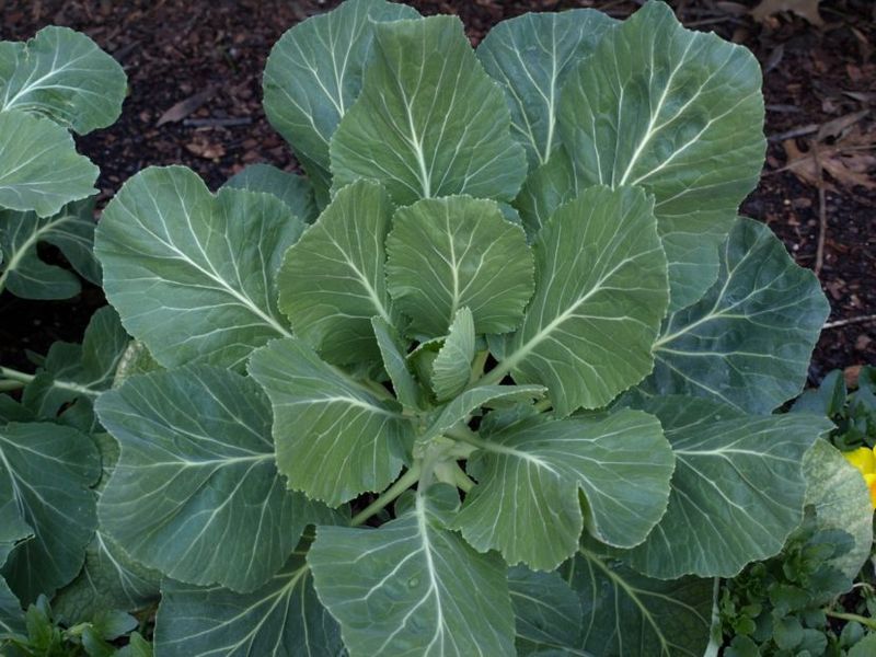 Nitrogen supports leaf growth, not a proven sweetness effect
