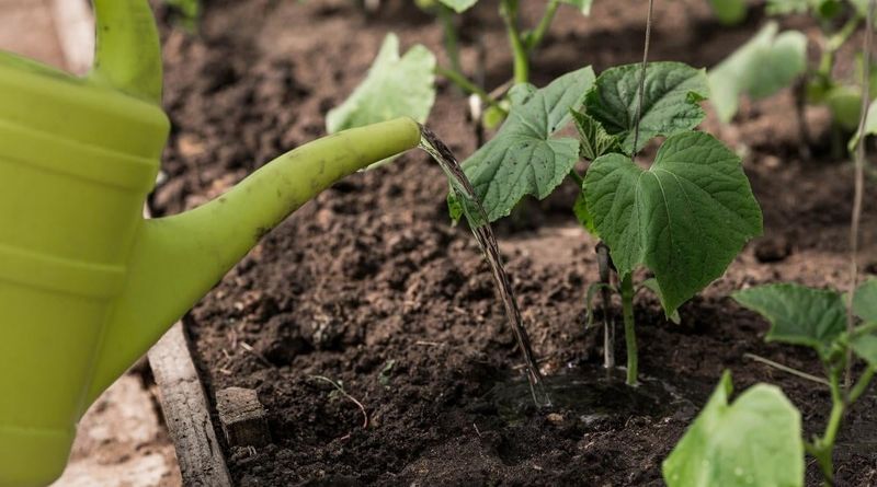 Water deeply without creating soggy soil