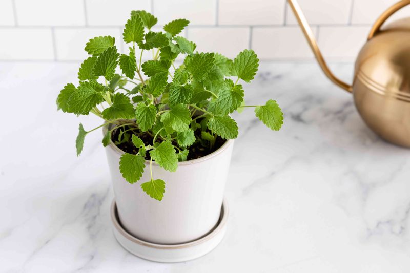 Catnip (Nepeta cataria)