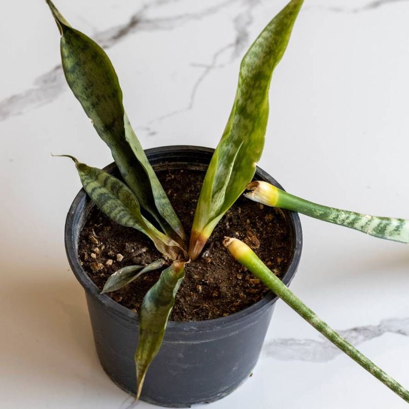 Soft yellow leaves signal more than a simple watering mistake