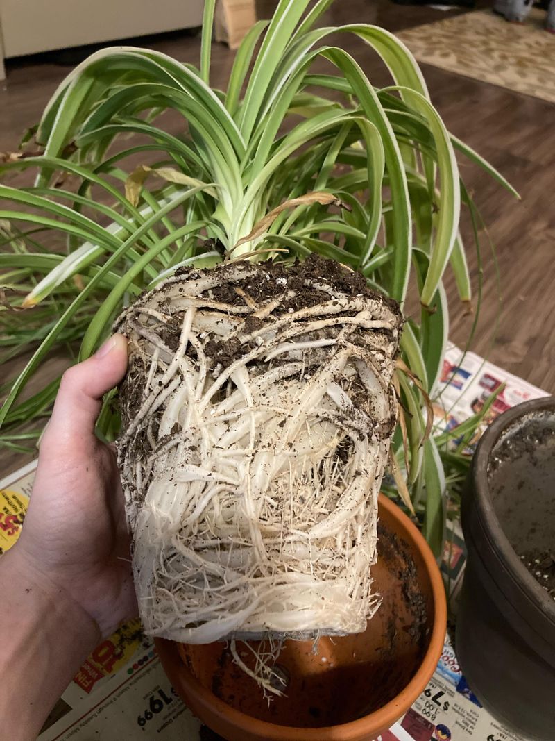 Why Slightly Crowded Roots Can Produce More Babies