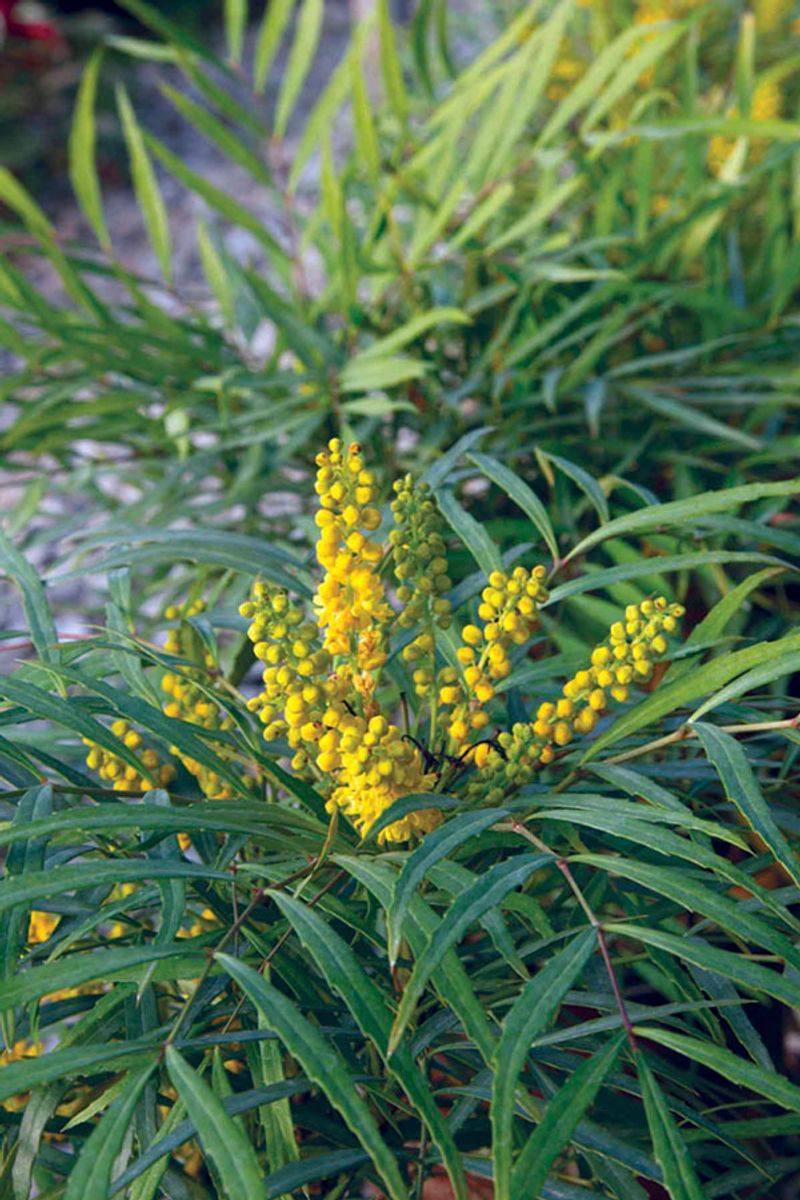 Mahonia 'Soft Caress'