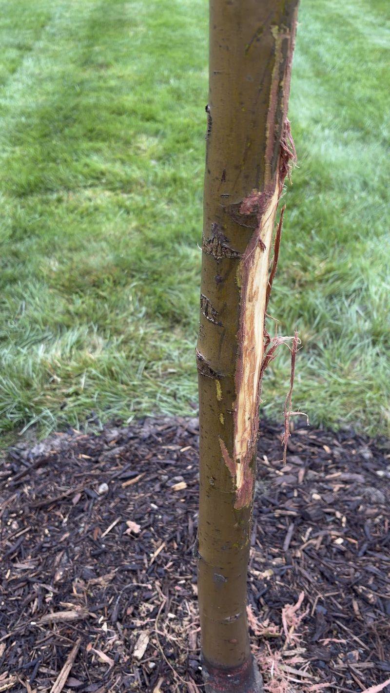 One night can wound a sapling, but it does not guarantee its death