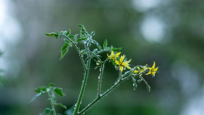 Heat can make healthy-looking flowers fall before fruit forms