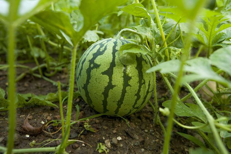 Choose between more individual melons and larger fruit