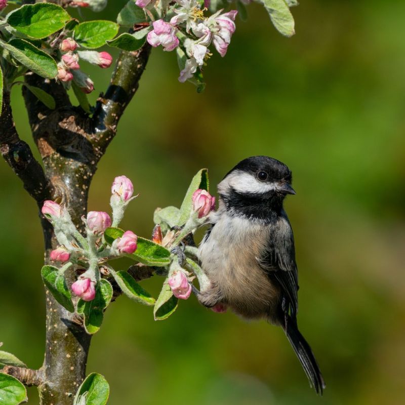 Carolina Chickadees