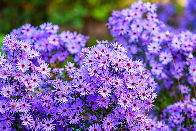 Asters (Symphyotrichum spp.)