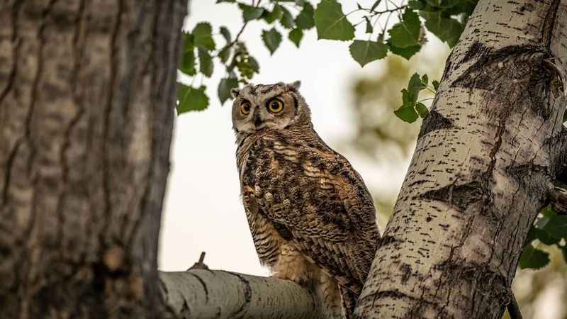 A hunting owl can help a yard—but it is not pest control