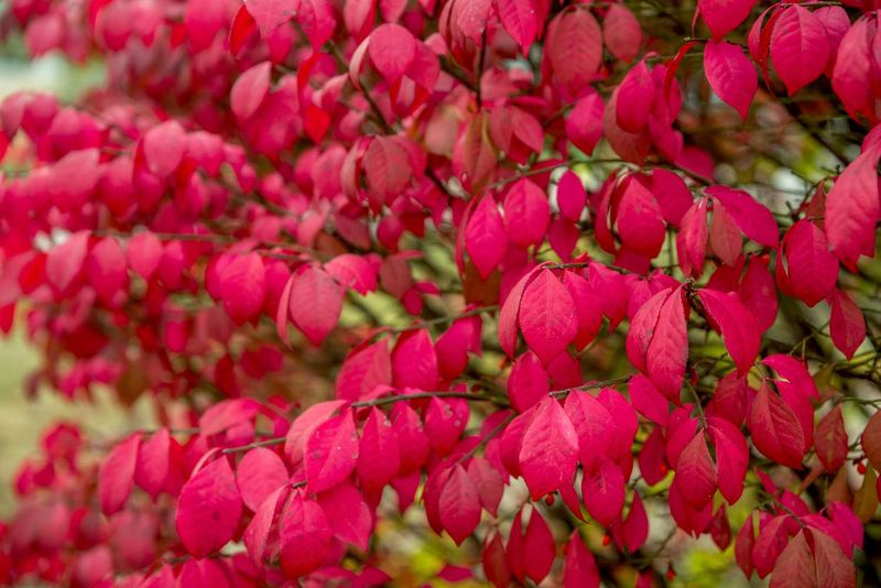Burning Bush