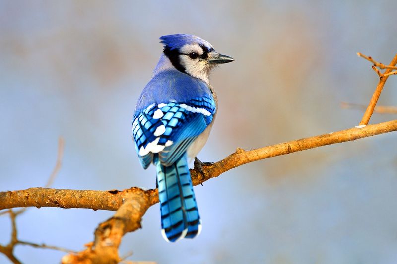 Blue Jays