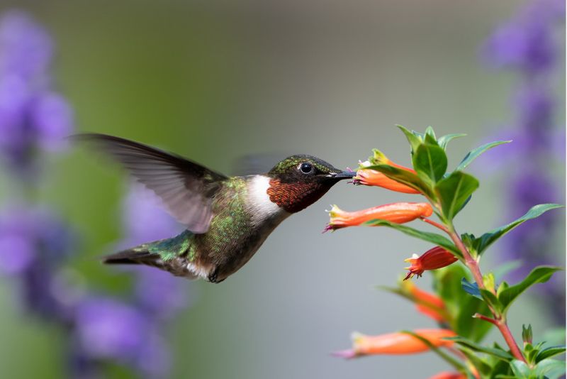 Ruby-throated Hummingbird