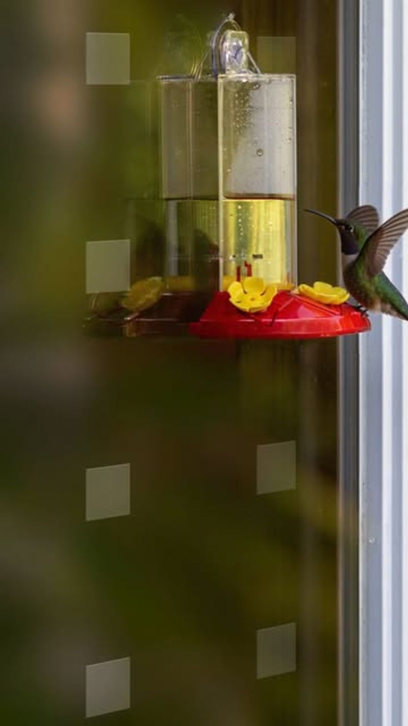 Treat windows as hazards and give birds time to find the feeder