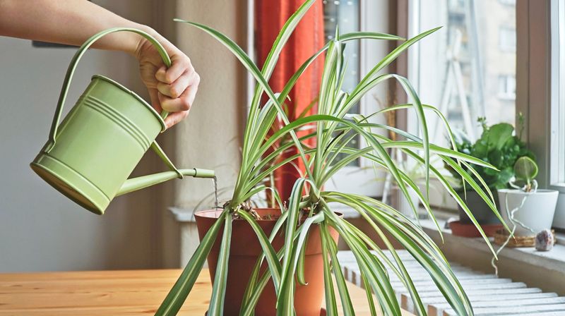 Cut Back on How Often You Water in Winter