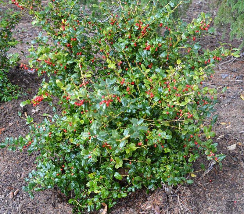 Set the root ball correctly and water as the holly establishes