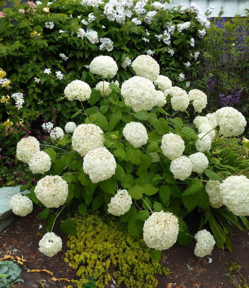 Smooth Hydrangea