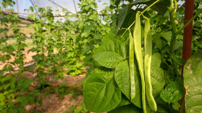 Pole Beans
