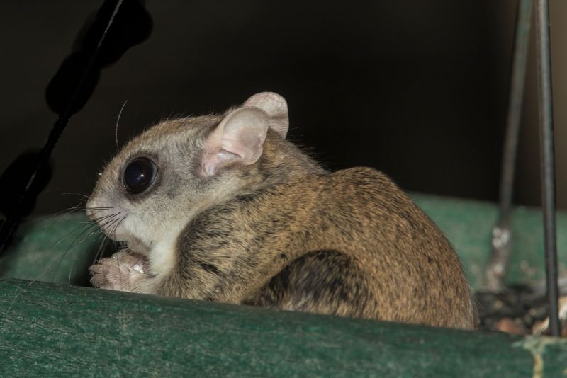A Nighttime Visitor Is a Clue, Not a Yard Report Card