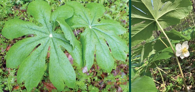 Mayapple (Podophyllum peltatum)