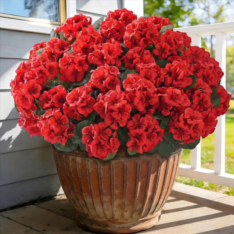 Geranium