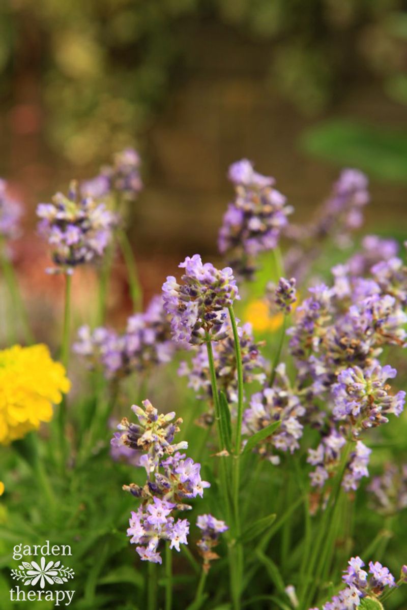 Let Its Scent Guard the Garden