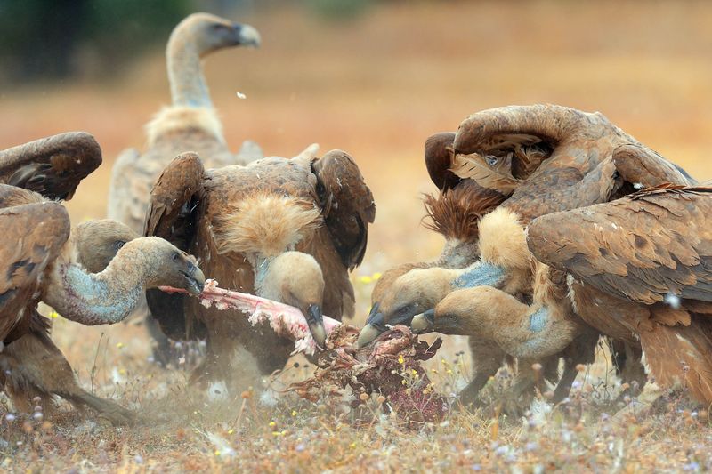 Fast Carcass Removal Changes What Happens on the Ground
