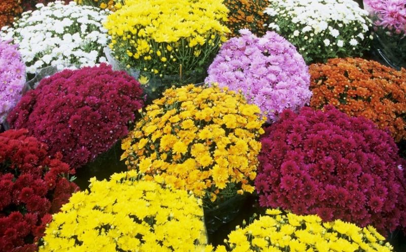 Chrysanthemum (Hardy Garden Mum)