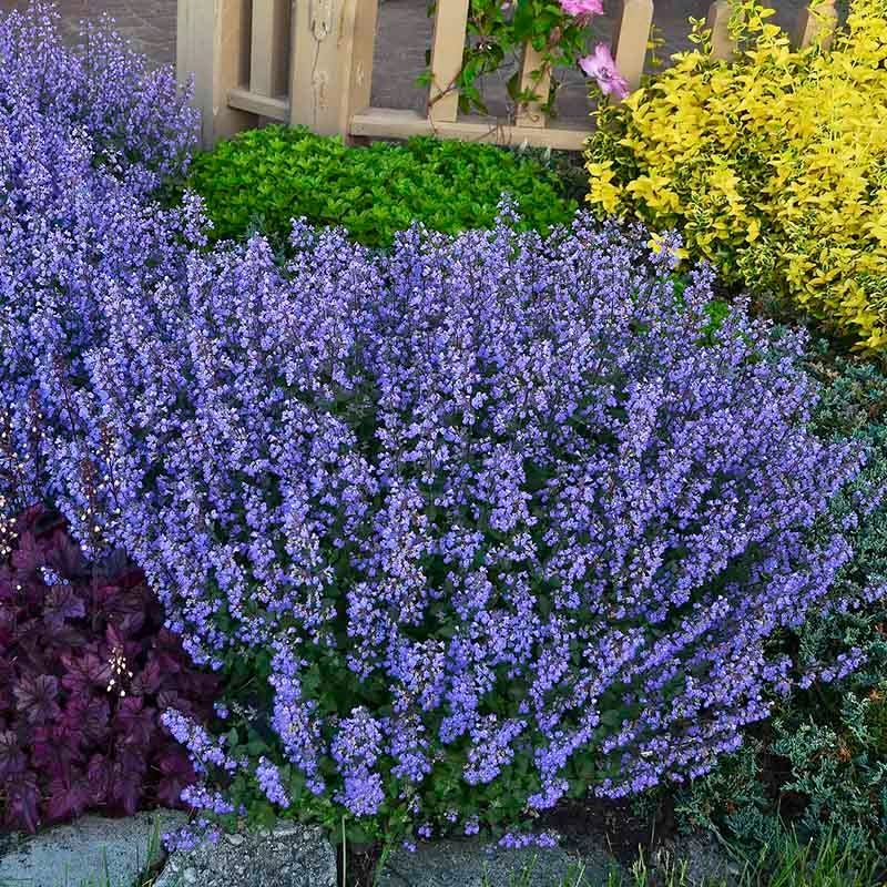 Nepeta (Catmint)