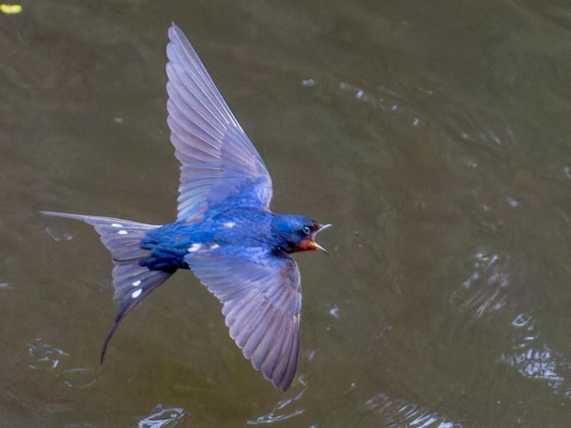 Swallows