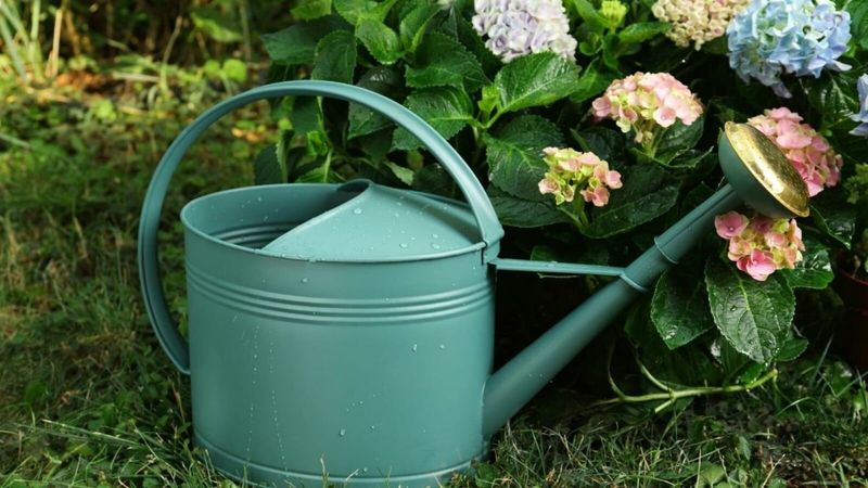 Keep Watering Deeply Until the Ground Freezes