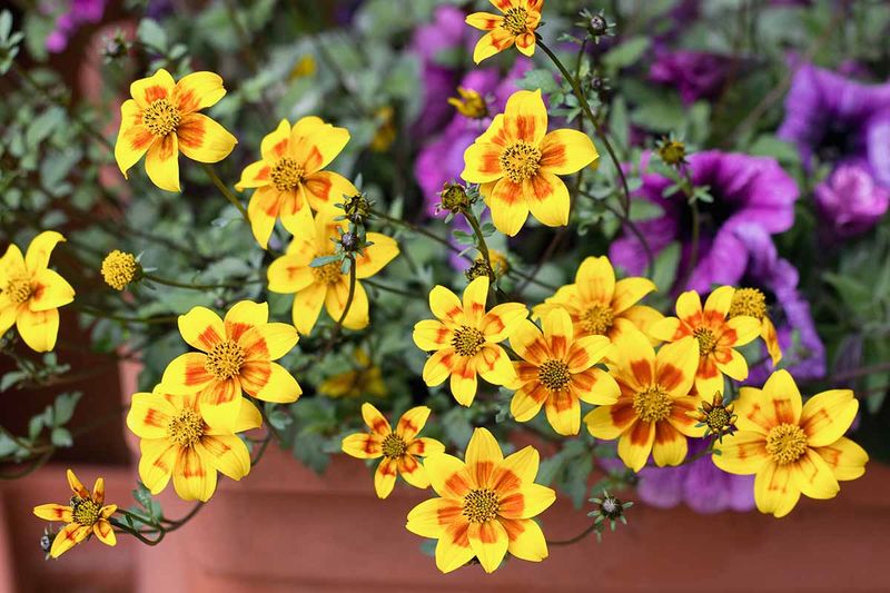 Marigold-Alternative Bidens