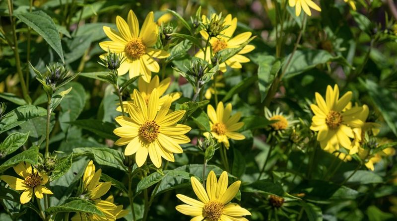 Manage Rhizomes, Branching, and Minor Damage