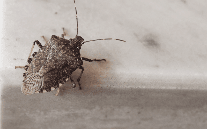 Make summer exclusion the goal, not a promise of a bug-free spring