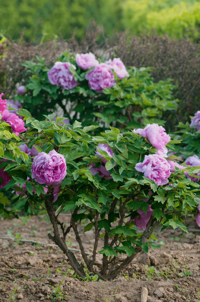 Tree peonies keep their woody stems