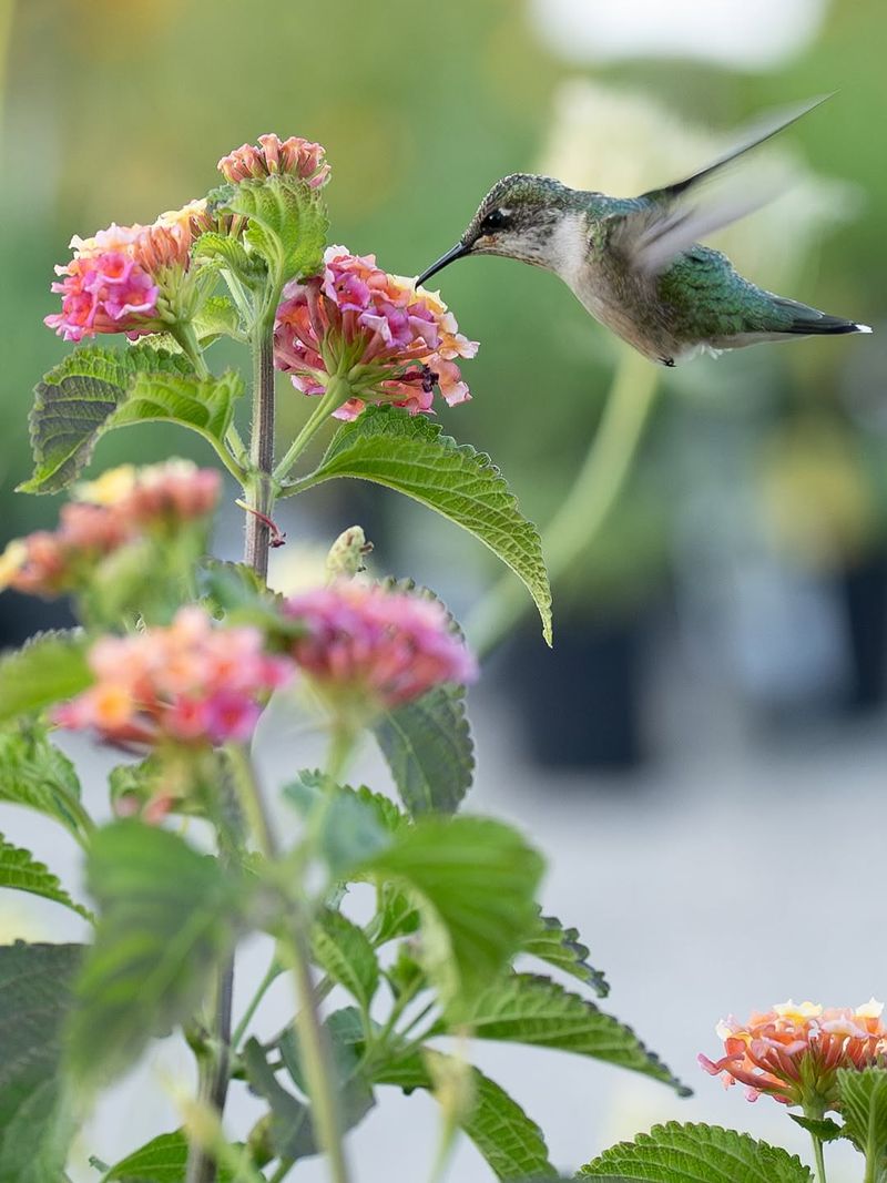 Lantana