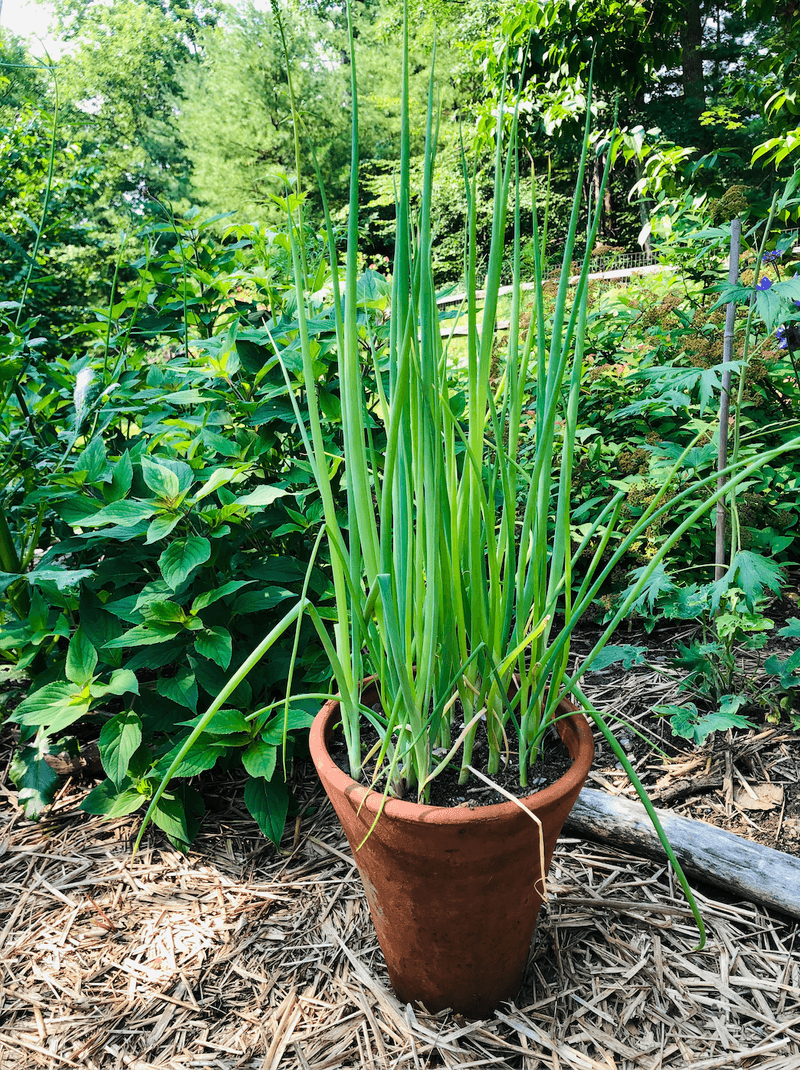 Choose a bunching onion for greens
