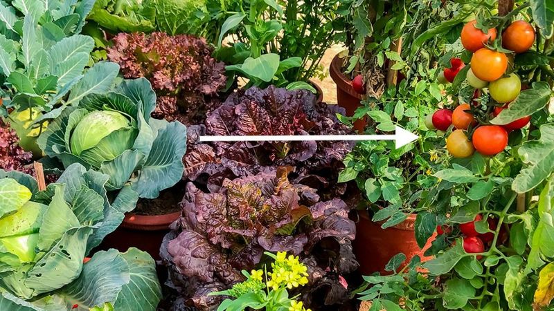 Brassicas (Cabbage, Broccoli, and Kale)