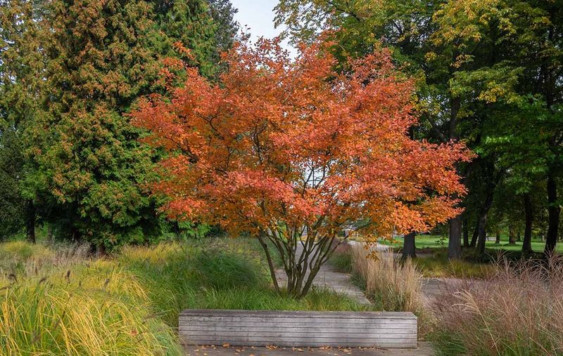 Serviceberry