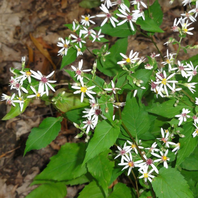 White Wood Aster (Eurybia divaricata)