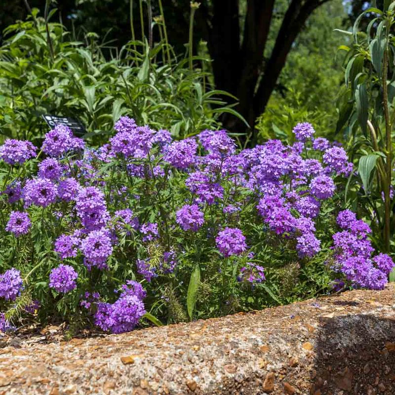 Buy Verbena canadensis and expect a short-lived perennial
