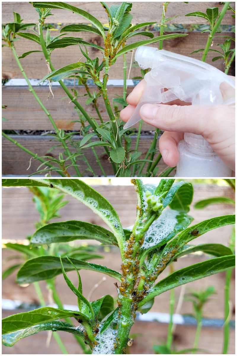 Simple Insecticidal Soap Spray