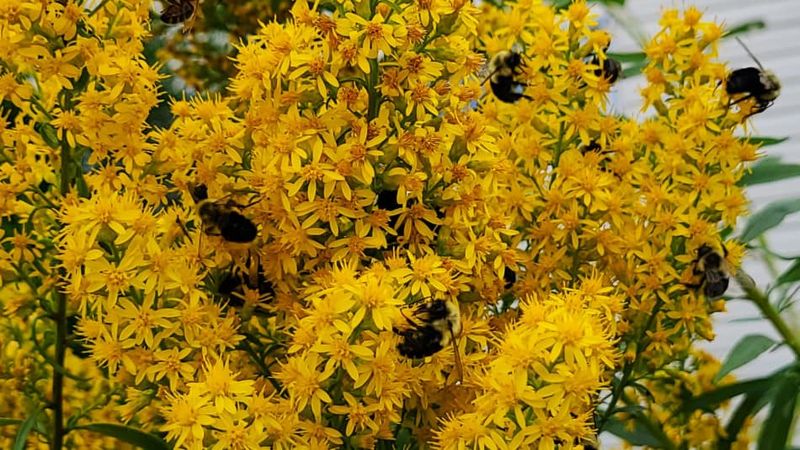 Goldenrod (Solidago spp.)
