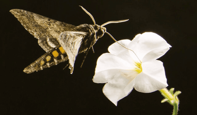 The night bloom welcomes moths, not just one visitor