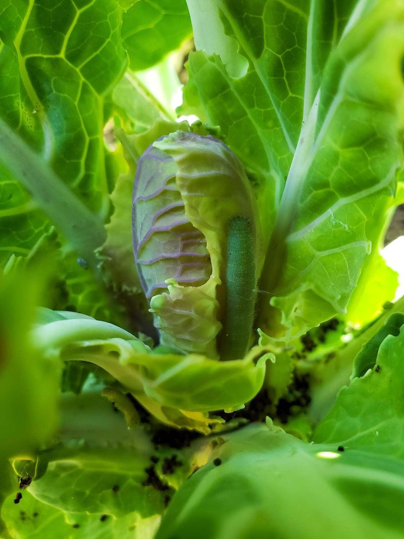 Inspect the center for pests, disease, or growing-point damage
