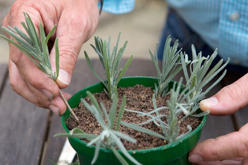 Start the hedge with several cuttings, not one magical stem