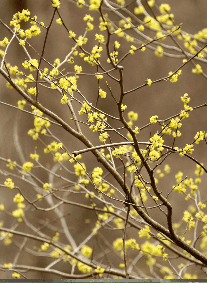 Spicebush (Lindera benzoin)