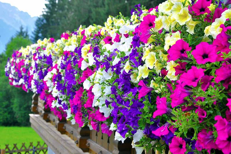 Petunias